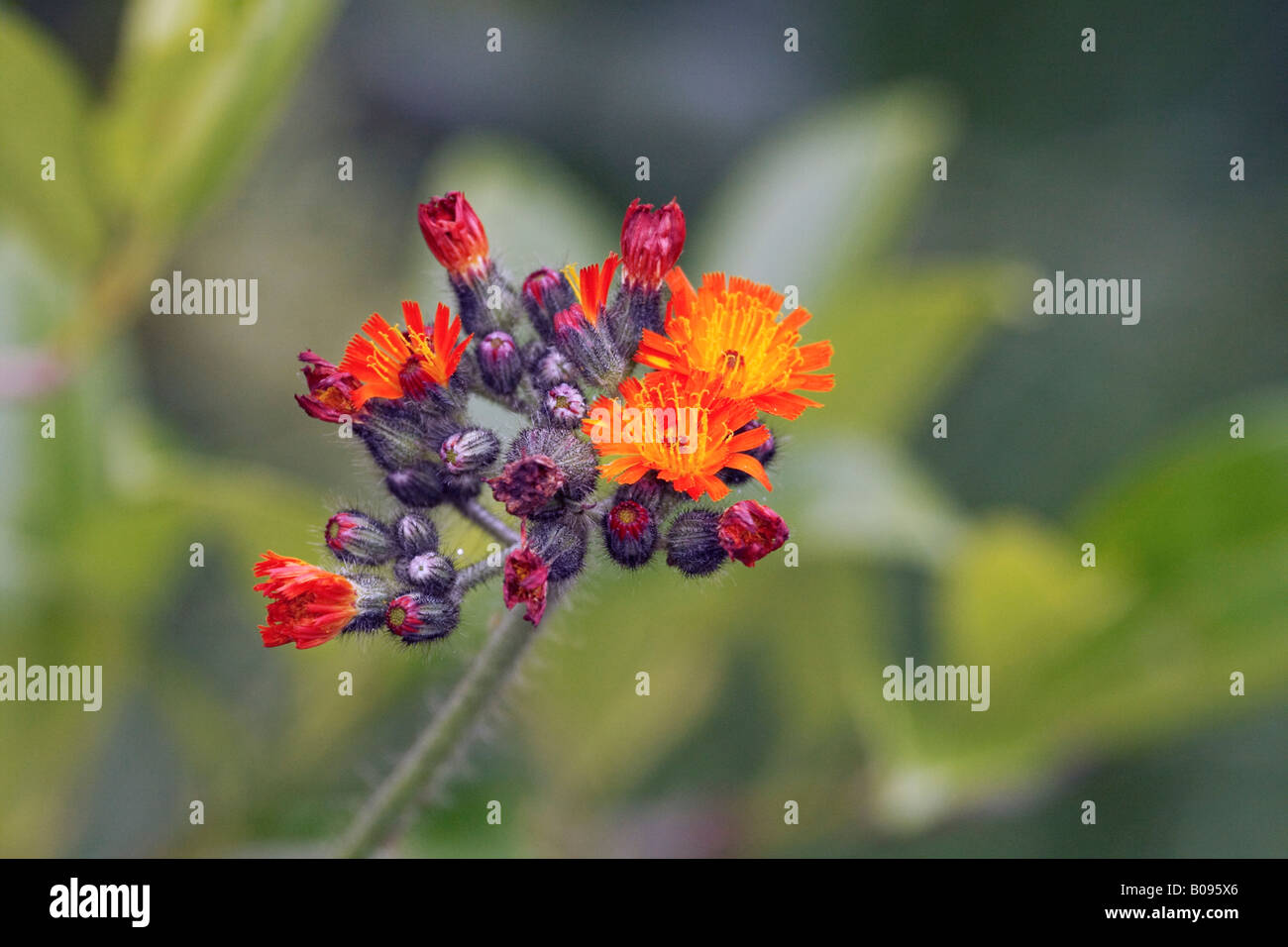 Orange- oder Tawny Habichtskraut (Habichtskräuter Aurantiacum), Blüten Stockfoto