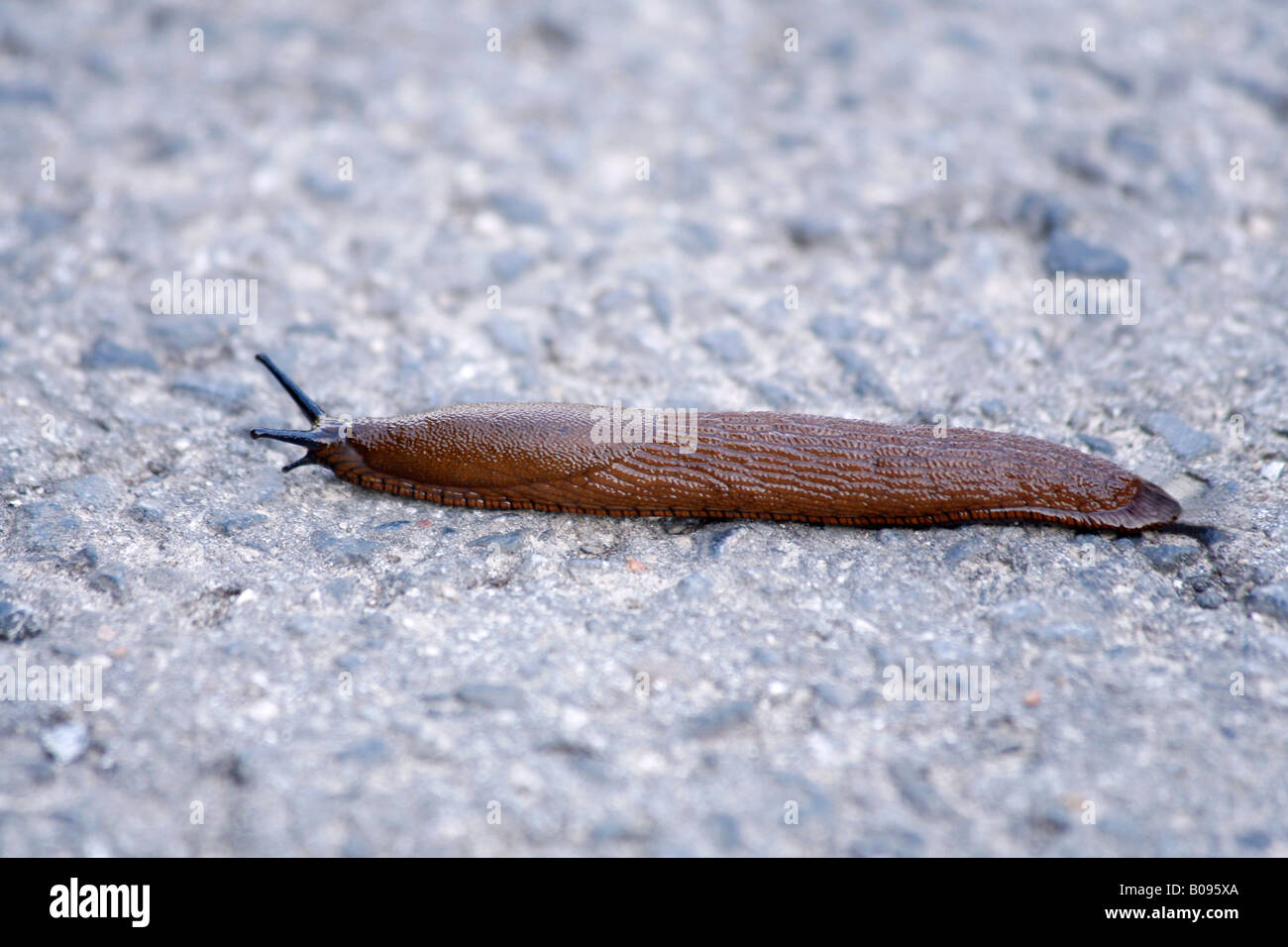 Spanisch Slug (Arion Lusitanicus) auf einer Straße Stockfoto