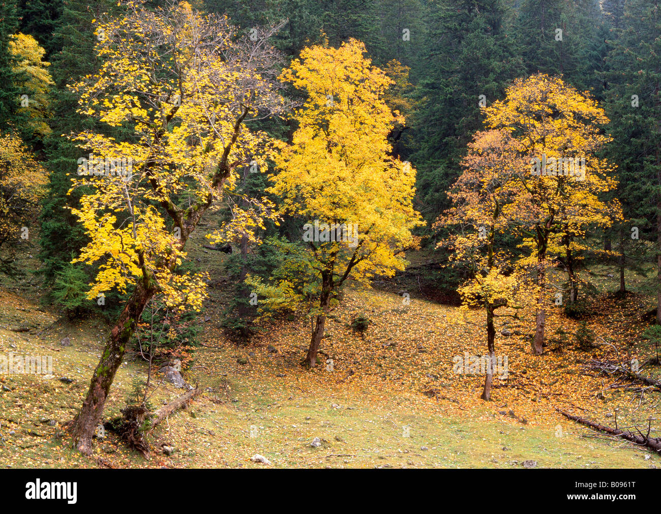 Ahorn Ahorn (Acer Pseudoplatanus) Bäume, Enger-Grund, Karwendel Range, Tirol, Österreich Stockfoto