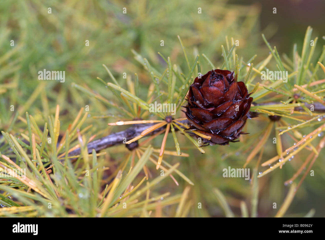 Europäische Lärche (Larix Decidua) Laub und Zapfen, Val Martello, Nationalpark Stilfser Joch, nordöstlichen Italien, Europa Stockfoto