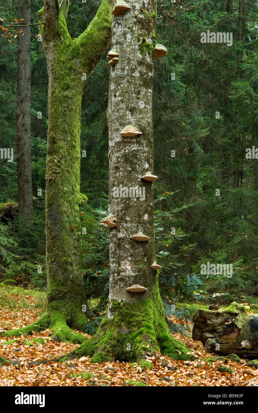 Klammer-Pilz, Baumstämme und Herbst Blätter auf Wald-Boden, Wimbachgries, Nationalpark Berchtesgaden, Bayern, Deutschland Stockfoto