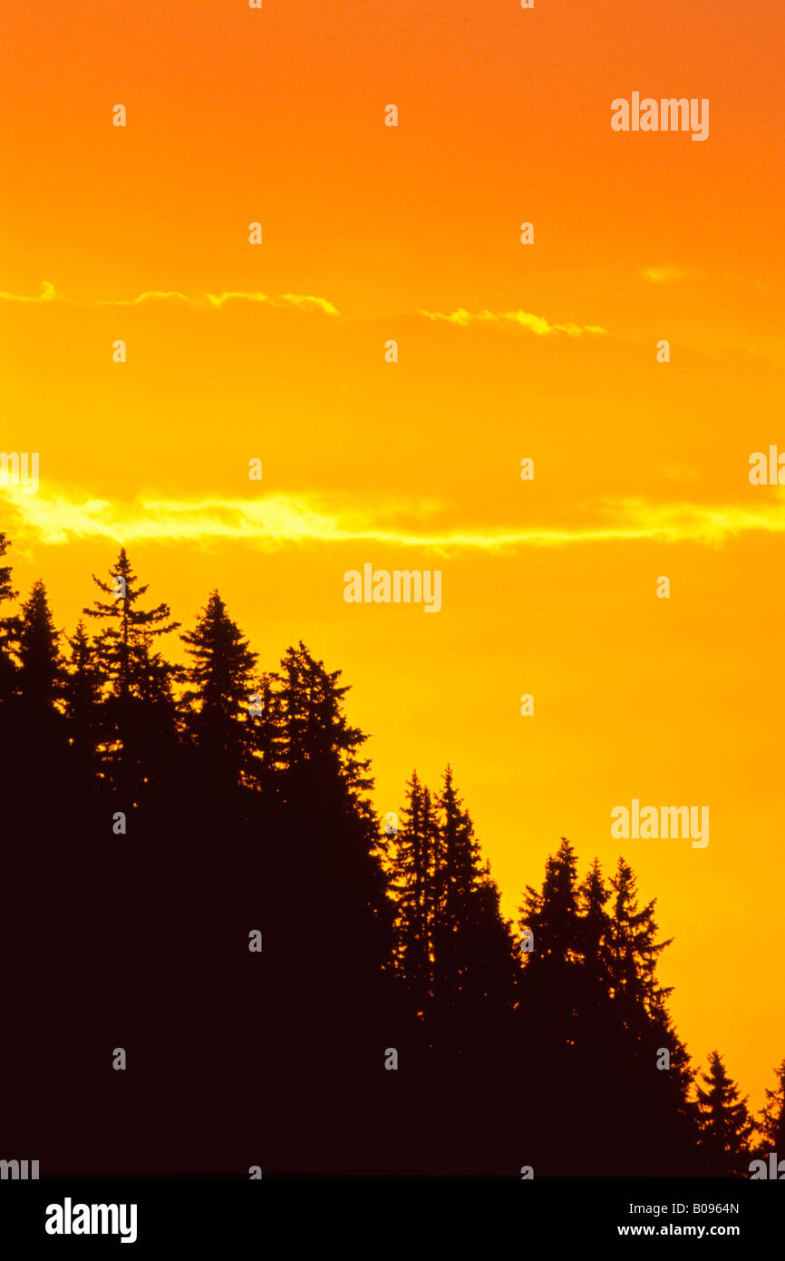 Sonnenaufgang über ein Fichtenwald, Gamsstein, Tuxer Alpen, Schwaz, Tirol, Österreich Stockfoto