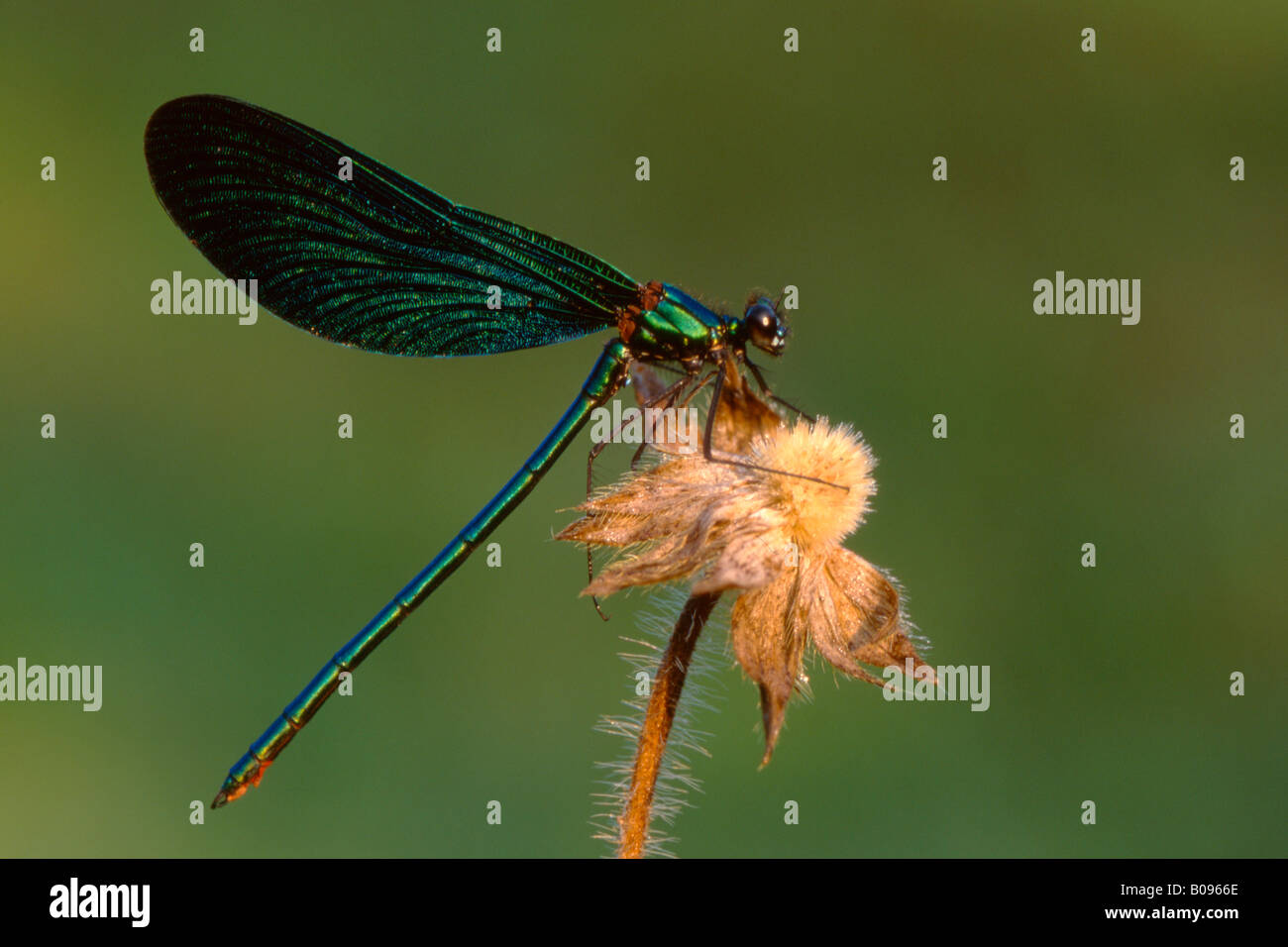 Schöne Damselfly Prachtlibelle (Calopteryx Virgo), Nord-Tirol, Austria, Europe Stockfoto