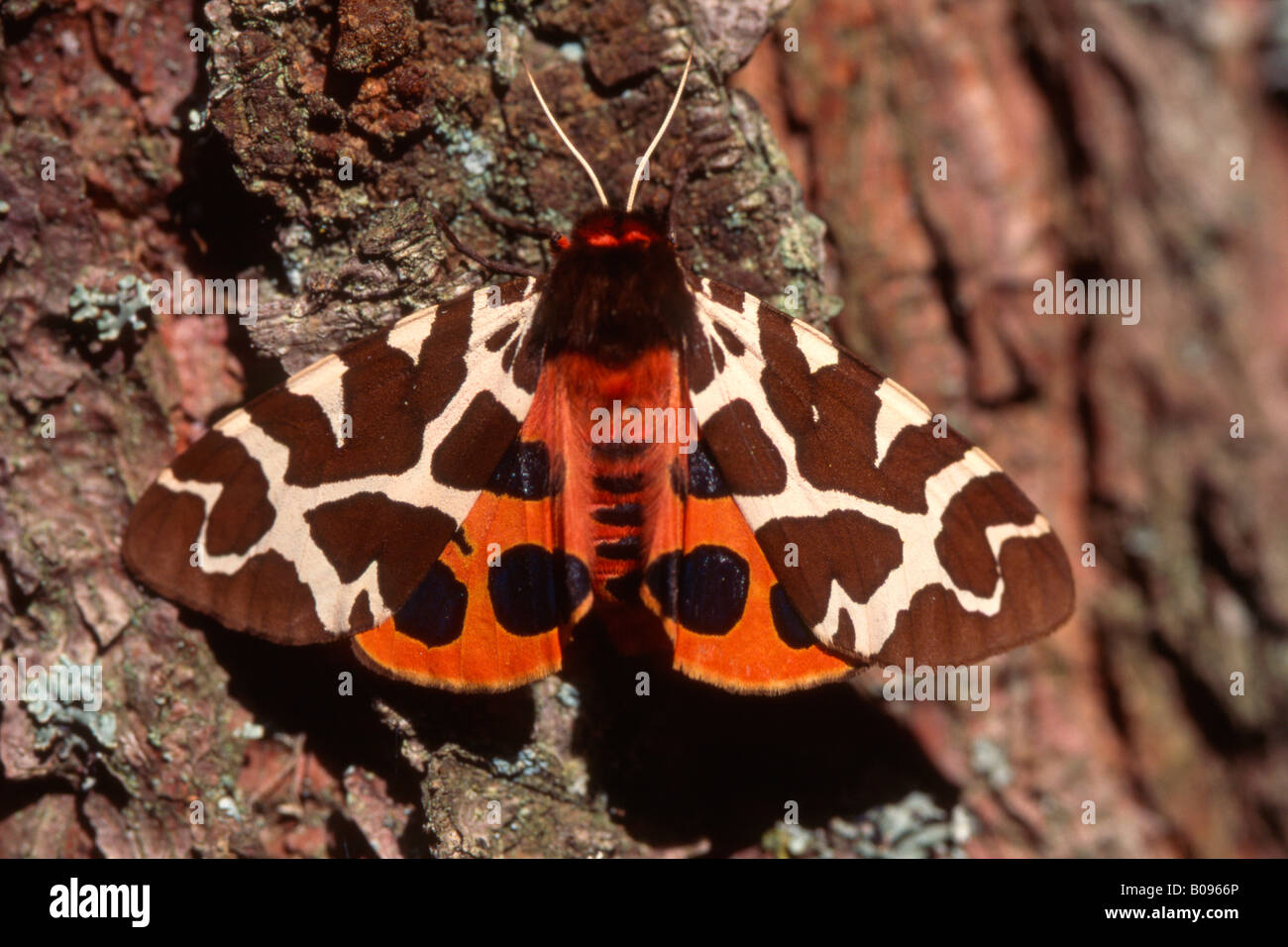 Garten Tiger Moth (Arctia Caja), Tirol, Österreich Stockfoto