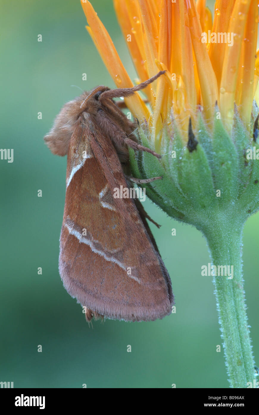 Trinker Moth, thront Schnauze Moth (Philudoria Potatoria) auf eine gelbe Blüte, Schwaz, Tirol, Österreich Stockfoto