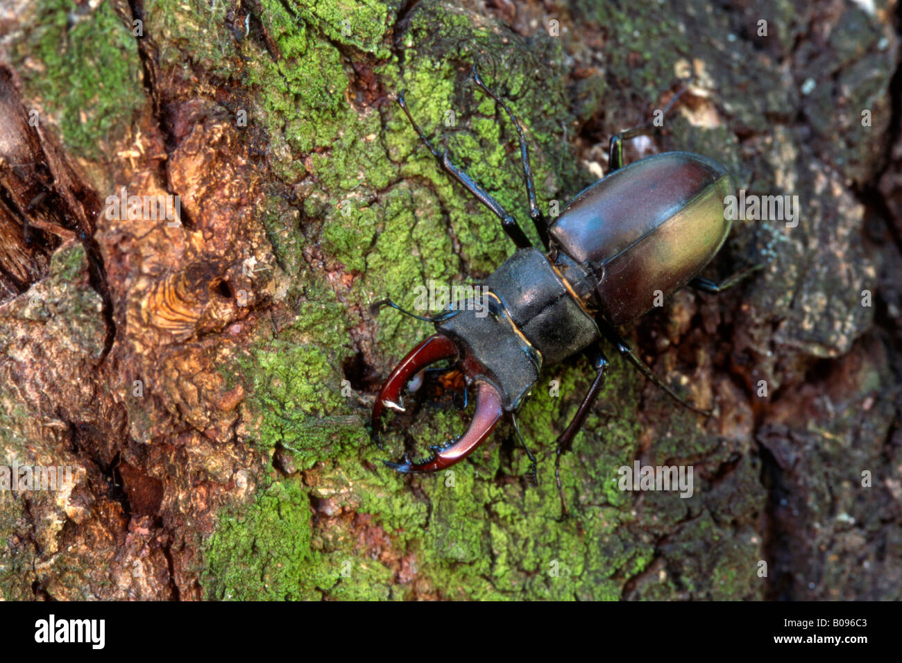 Hirschkäfer (Lucanus Cervus), Donau-Auen, Niederösterreich Stockfoto