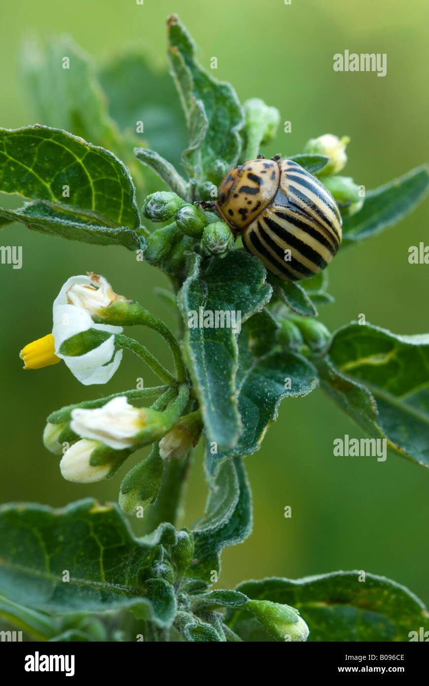 Kartoffelkäfer, Ten-gestreiften Spearman oder zehn gesäumten Kartoffelkäfer (Leptinotarsa Decemlineata), Schwaz, Tirol, Österreich Stockfoto