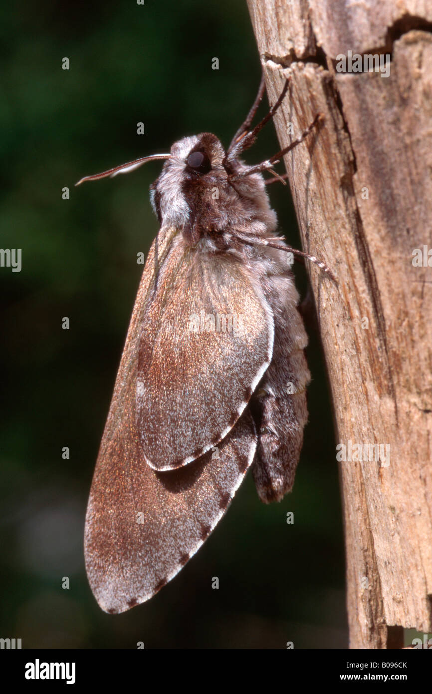 Kiefer-Hawk-Moth (Hyloicus Pinastri, Sphinx Pinastri), Schwaz, Tirol, Österreich Stockfoto