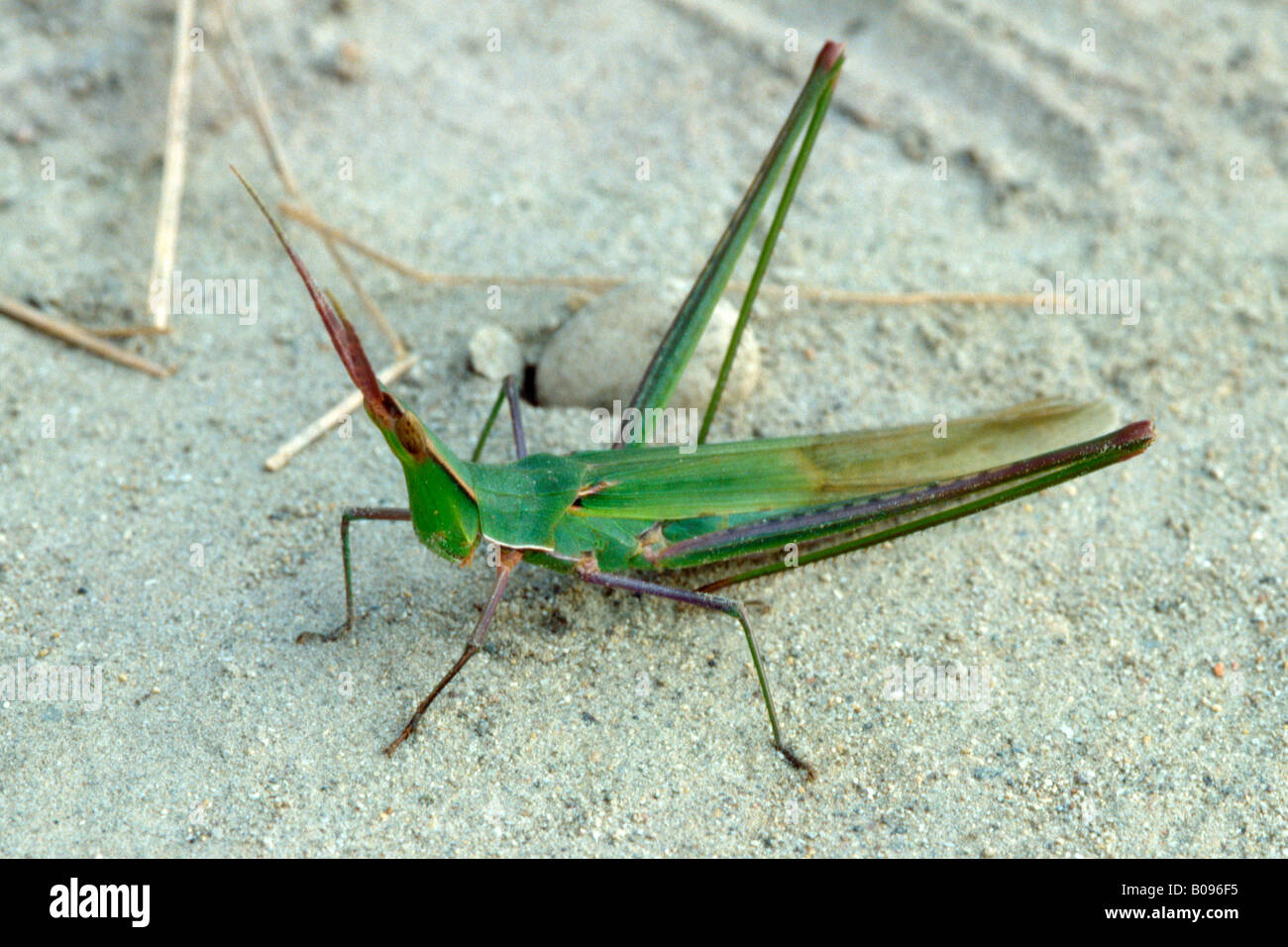 Mediterranean Slant-faced Grasshopper (Acrida Ungarica) Stockfoto