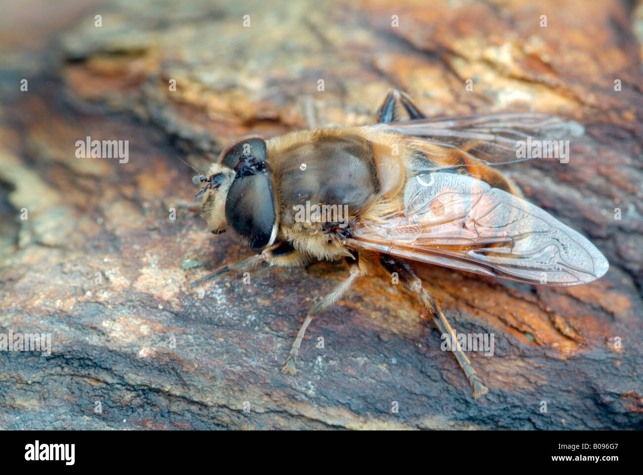 Dronefly oder Drohne fliegen (Eristalis Tenax), Val Martello