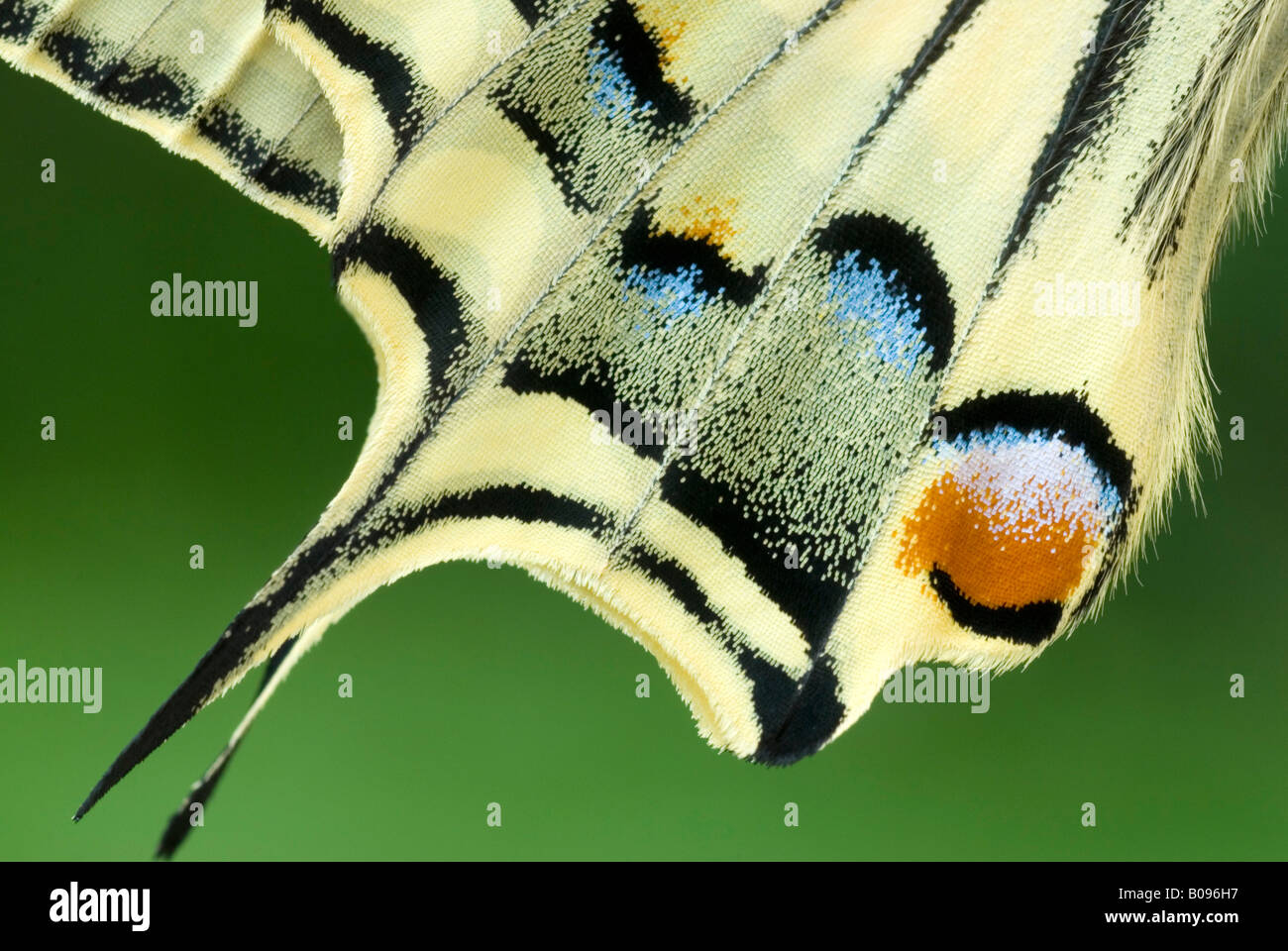 Flügel Detail, Old World Schwalbenschwanz oder gemeinsamen gelbe Schwalbenschwanz (Papilio Machaon), Schwaz, Tirol, Österreich Stockfoto