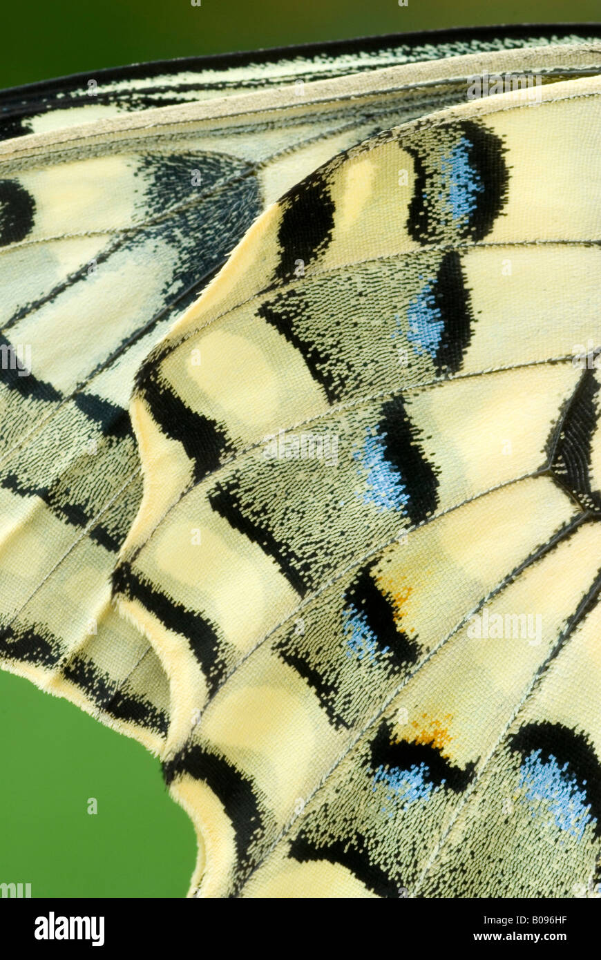 Flügel Detail, Old World Schwalbenschwanz oder gemeinsamen gelbe Schwalbenschwanz (Papilio Machaon), Schwaz, Tirol, Österreich Stockfoto