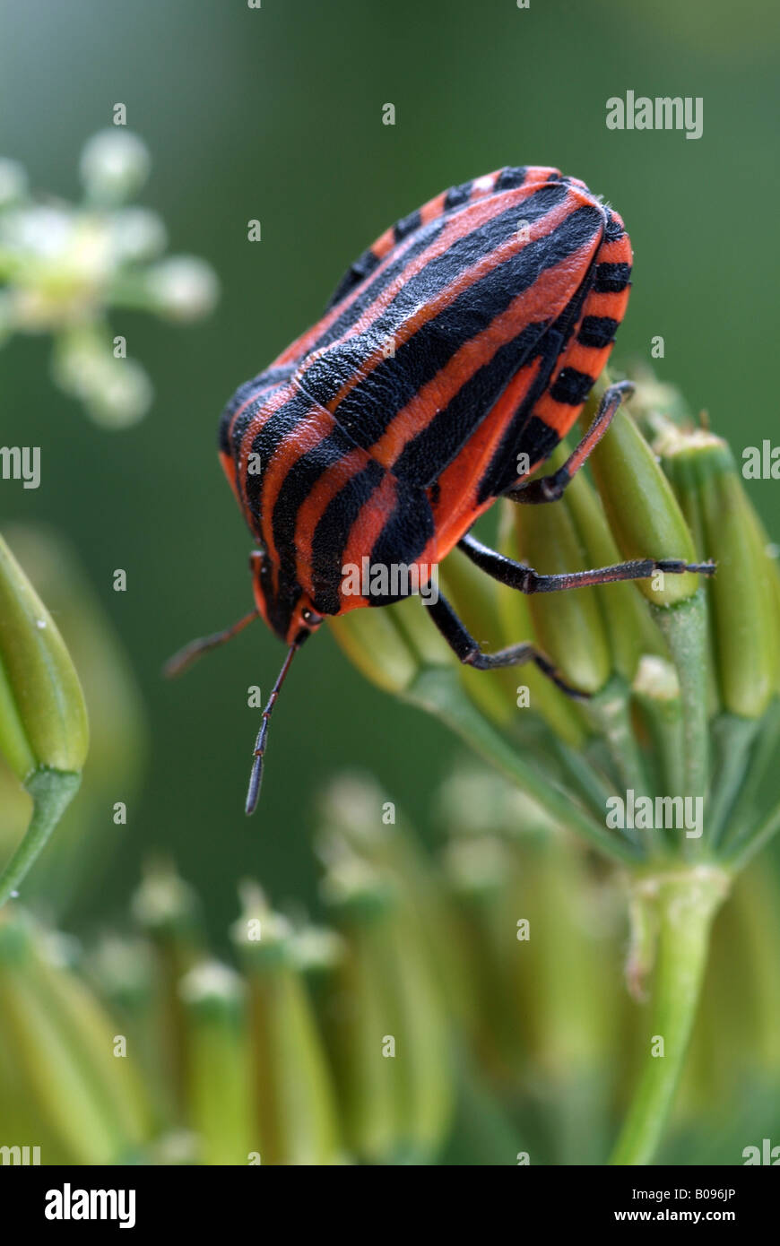 Gestreiften Schild Bug (Graphosoma Lineatum), Tratzberg Nature Reserve, Tirol, Österreich Stockfoto