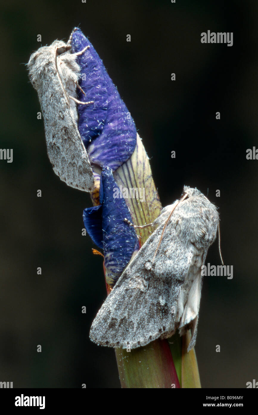 Zwei Miller Motten (Acronicta Leporina), Tirol, Österreich Stockfoto
