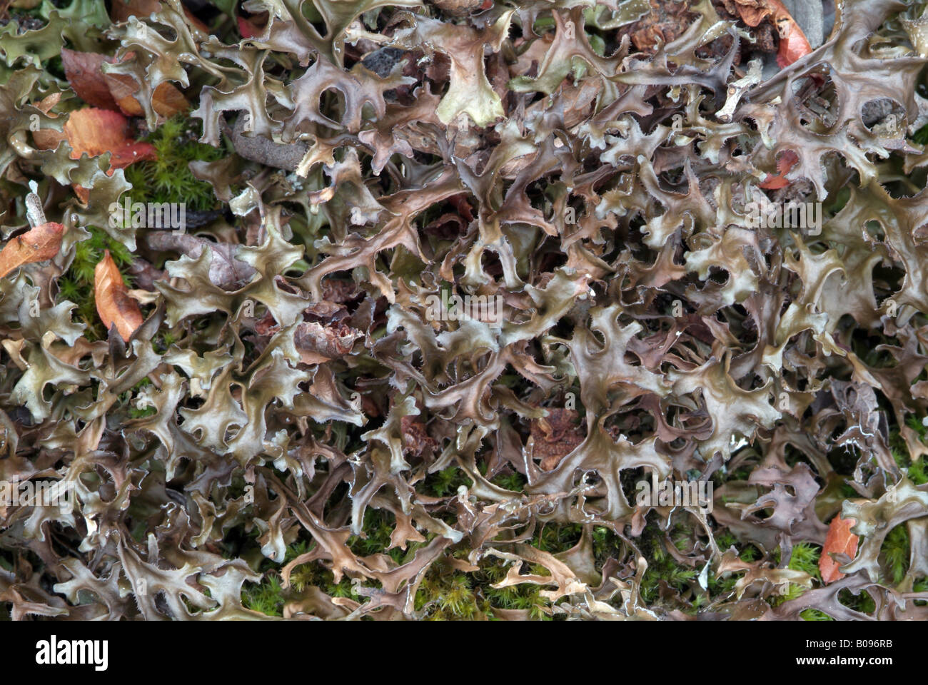 Isländisch Moos (Cetraria Islandica) Stockfoto