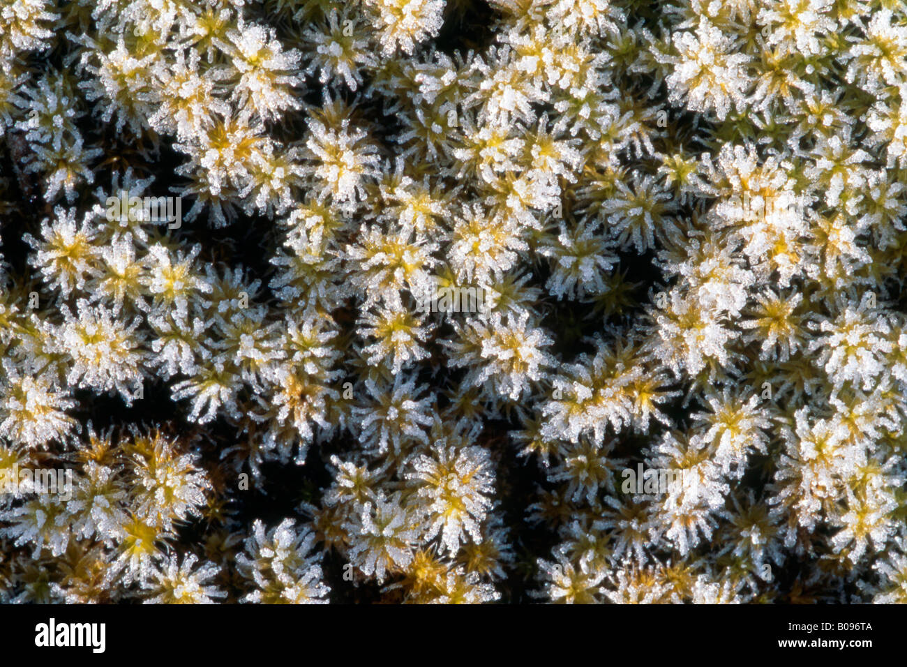 Federnde Rasen-Moos oder Bent-Blatt Moos (Rhytidiadelphus Squarrosus), Tirol, Österreich Stockfoto