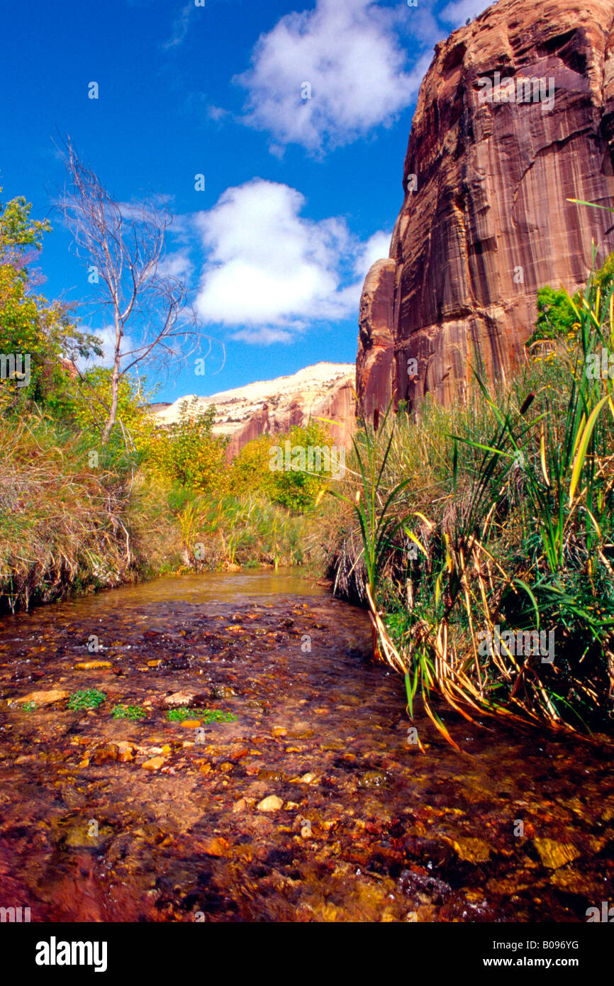 Calf Creek Canyon, Escalante National Monument, Utah, USA Stockfoto