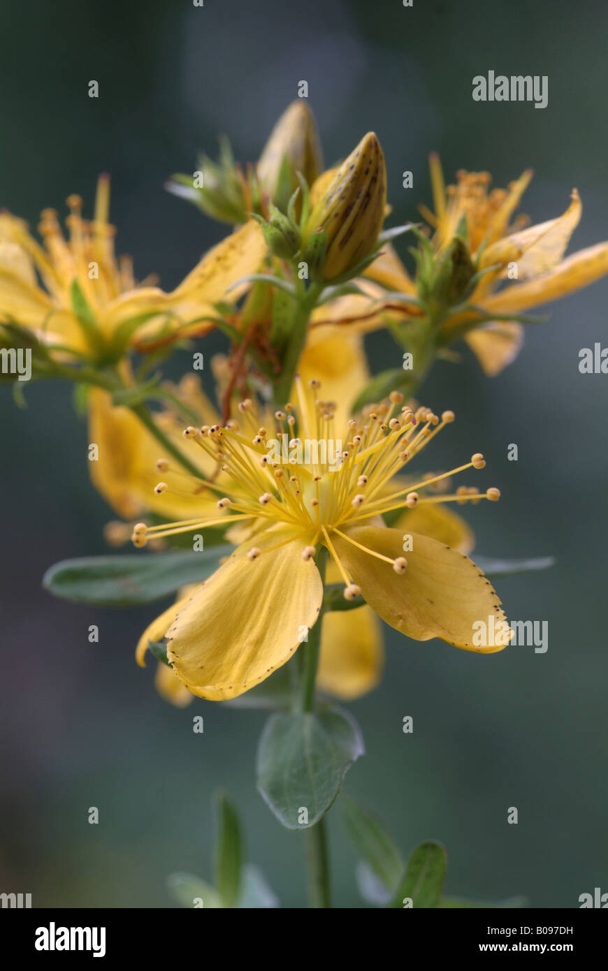 Johanniskraut (Hypericum Perforatum), Schwaz, Tirol, Österreich, Europa Stockfoto