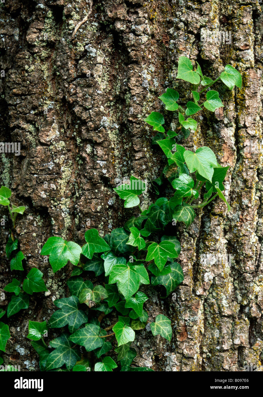 Efeu (Hedera Helix) klettern ein Baumstamm, Matzen-Park, Brixlegg, Tirol, Österreich, Europa Stockfoto