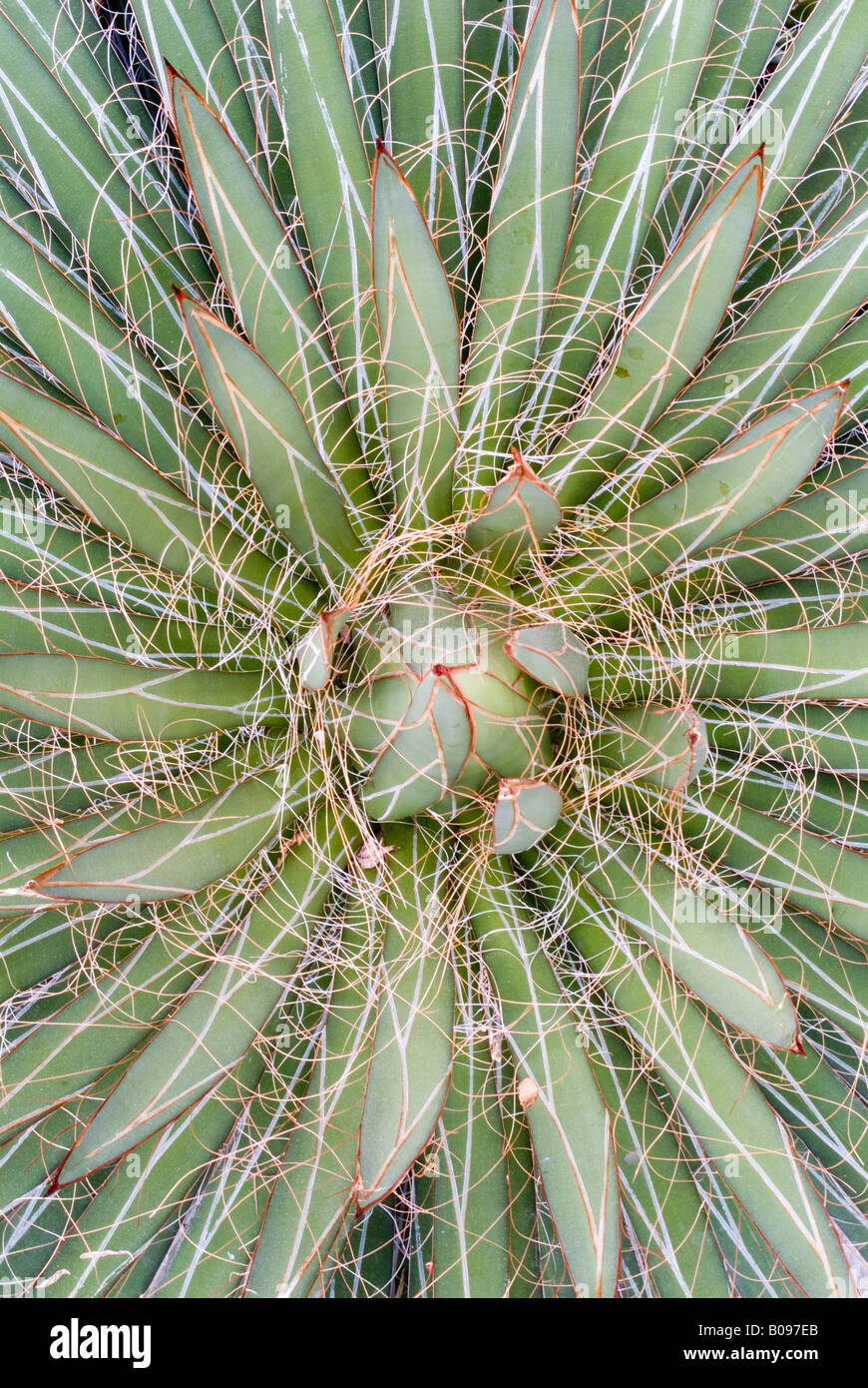 Thread-Agave (Agave Filifera) ursprünglich aus Mexiko, botanischen Garten an der Universität Innsbruck, Austria, Europe Stockfoto