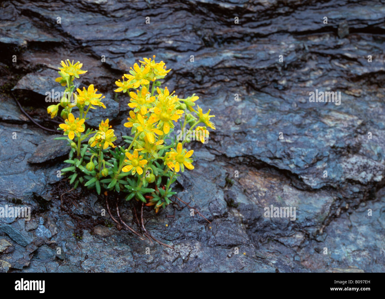 Gelber Steinbrech (Saxifraga Aizoides), Nationalpark Hohe Tauern, Carnithia, Österreich, Europa Stockfoto