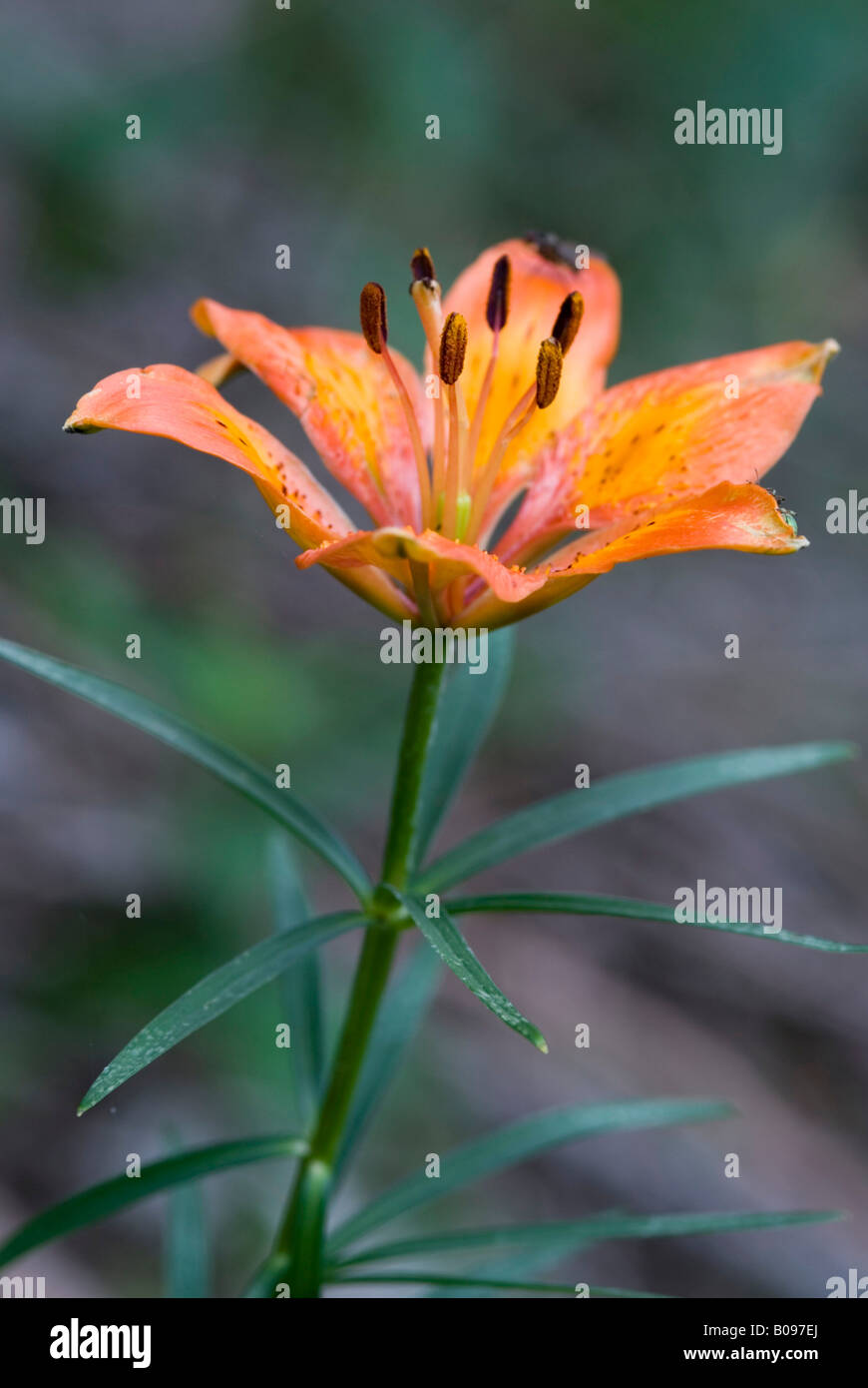 Feuer, Lilie oder Orange Lilie (Lilium Bulbiferum), Monte Baldo, Gardasee, Italien, Europa Stockfoto