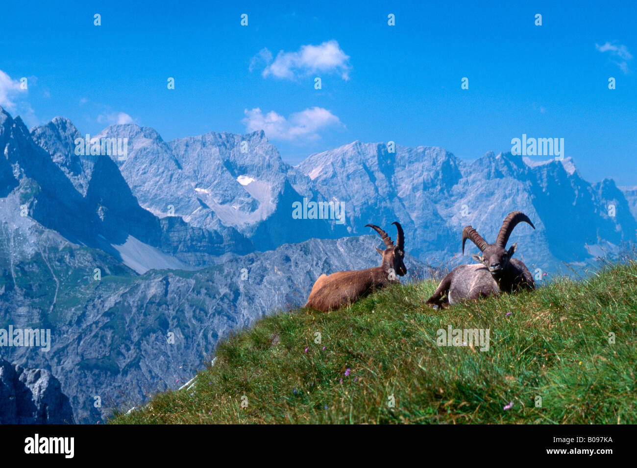 Männliche Alpine Steinböcke (Capra Ibex), Mt. Rappenspitze, Karwendel-Bereich, Tirol, Österreich, Europa Stockfoto