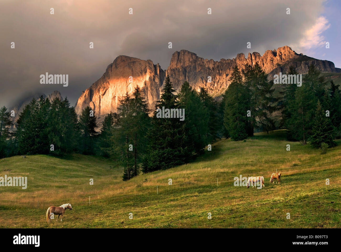 Rotwand, rote Felswand der Rosengartenmassiv, Rosengarten-Massivs und Haflinger Pferde weiden auf der Alm in der fo Stockfoto