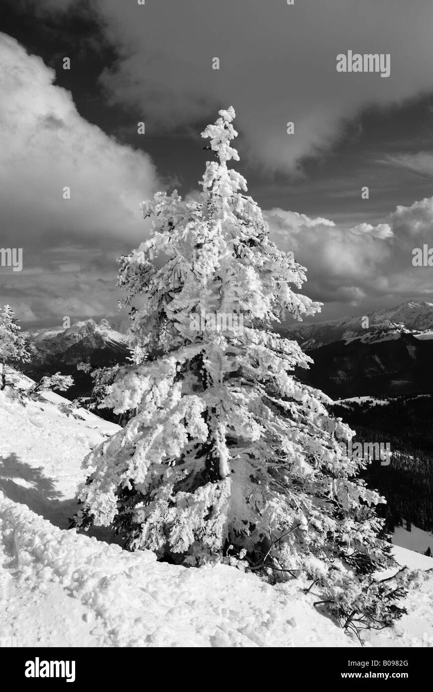 Verschneite Fichte (Picea), hohe Alpen, Chiemgau, Bayern, Deutschland Stockfoto