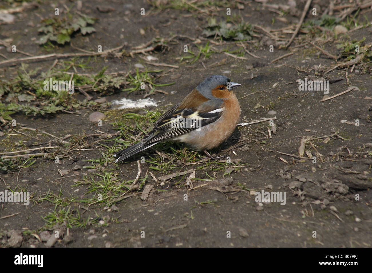 männlichen Buchfinken Stand am Boden Fringilla coelebs Stockfoto