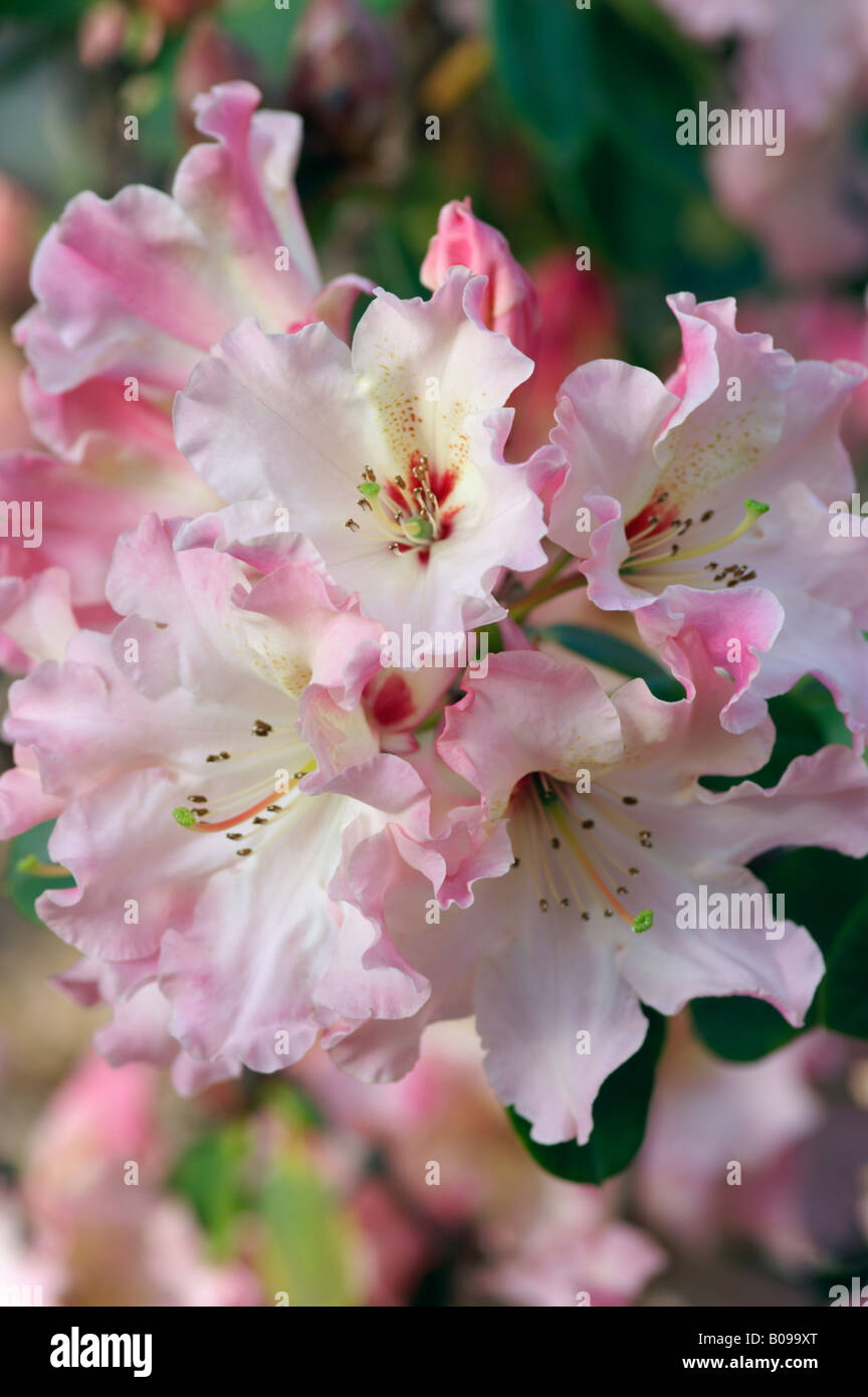 RHODODENDRON LEMS CAMEO Stockfoto