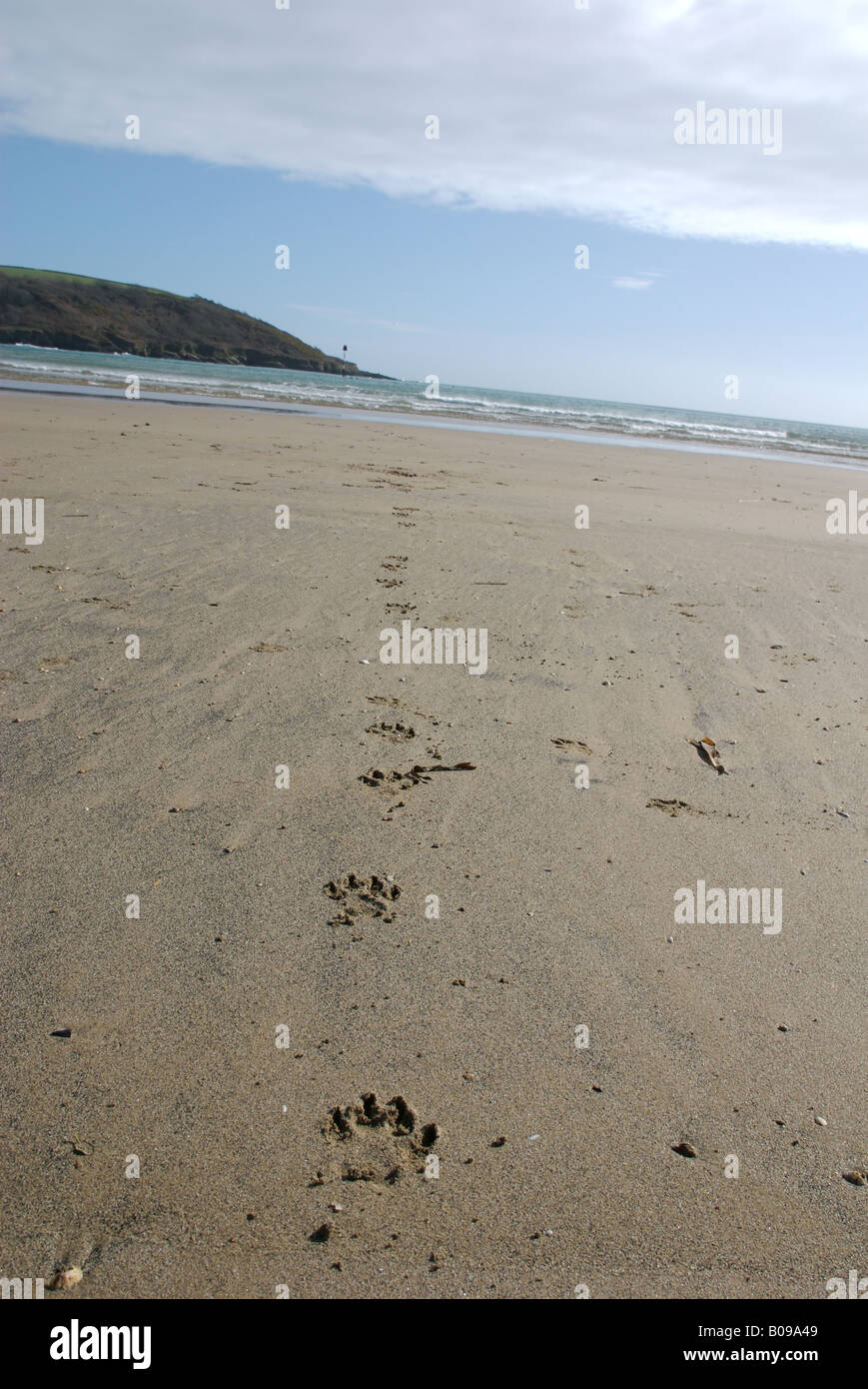 Hund Pawprints im Sand am Strand, Salcombe, Devon, Vereinigtes Königreich Stockfoto
