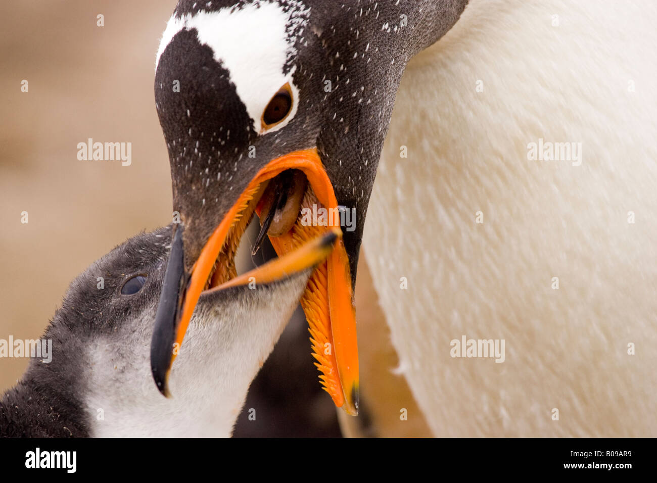 Gentoo Penguin (Pygoscelis Papua) Fütterung Küken in Squid auf Sea Lion Island, Falkland-Inseln, Süd-Atlantik Stockfoto