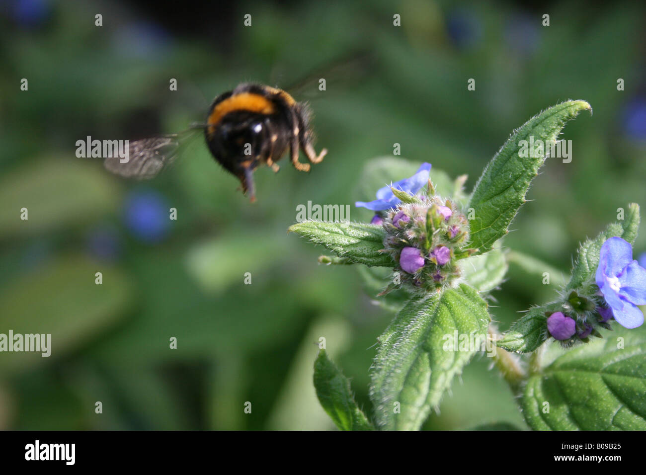 Bombus Apidae - Hummel im Flug Stockfoto