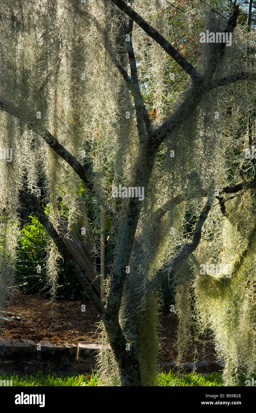 Spanisch Moos Tillandsia Usneoides an der Kanapaha botanischen Garten Gainesville Florida USA Stockfoto