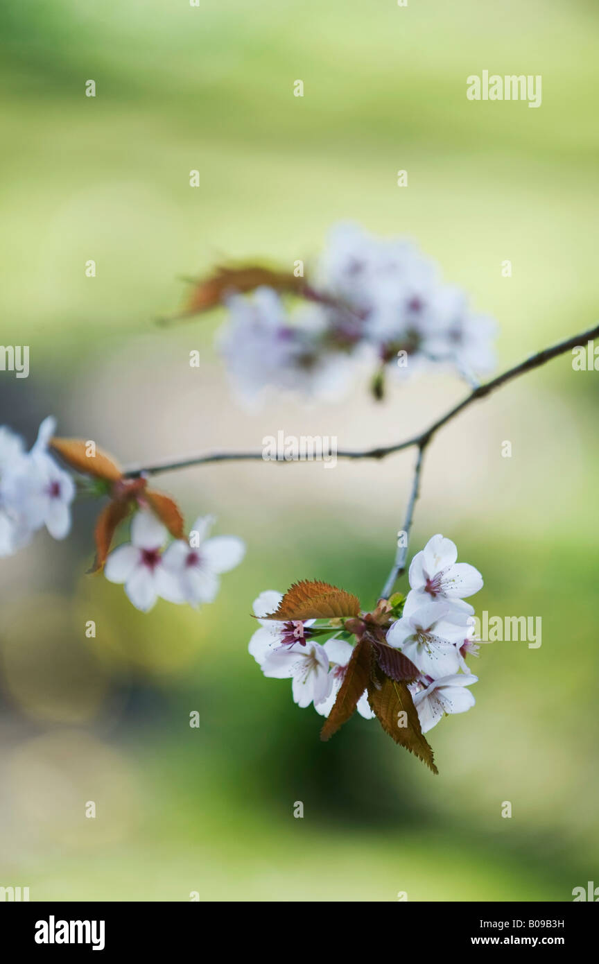 Prunus "Hillieri Spire". Kirschbaum Stockfoto