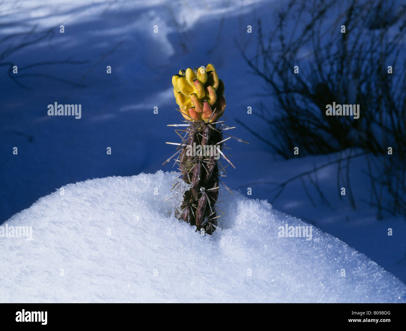 Kaktus winter -Fotos und -Bildmaterial in hoher Auflsung  Alamy