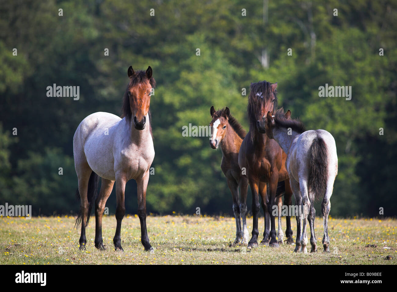 Herde von New Forest Ponys, Hampshire Stockfoto
