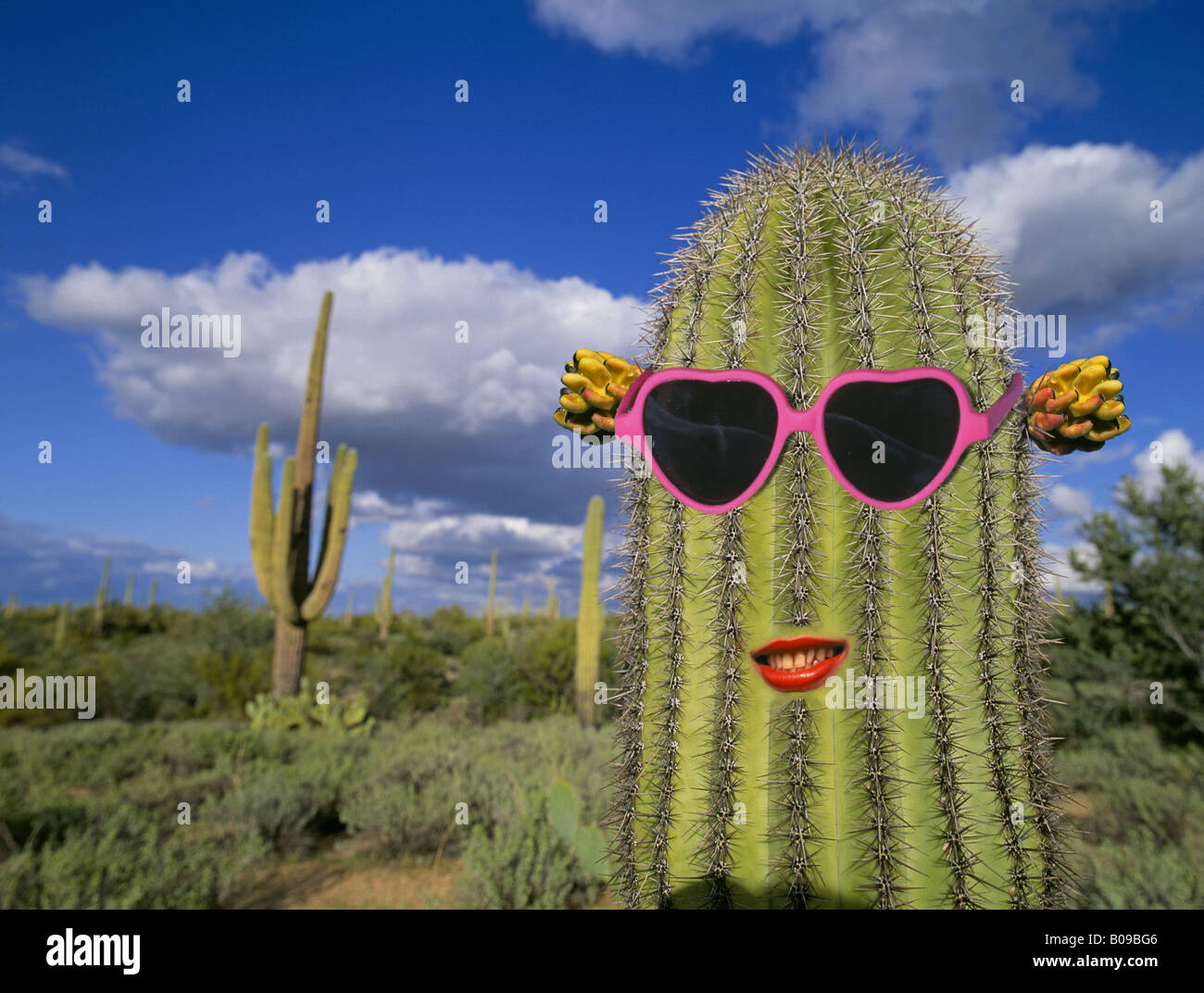 Kakteen mit sonnenbrille -Fotos und -Bildmaterial in hoher Auflsung  Alamy
