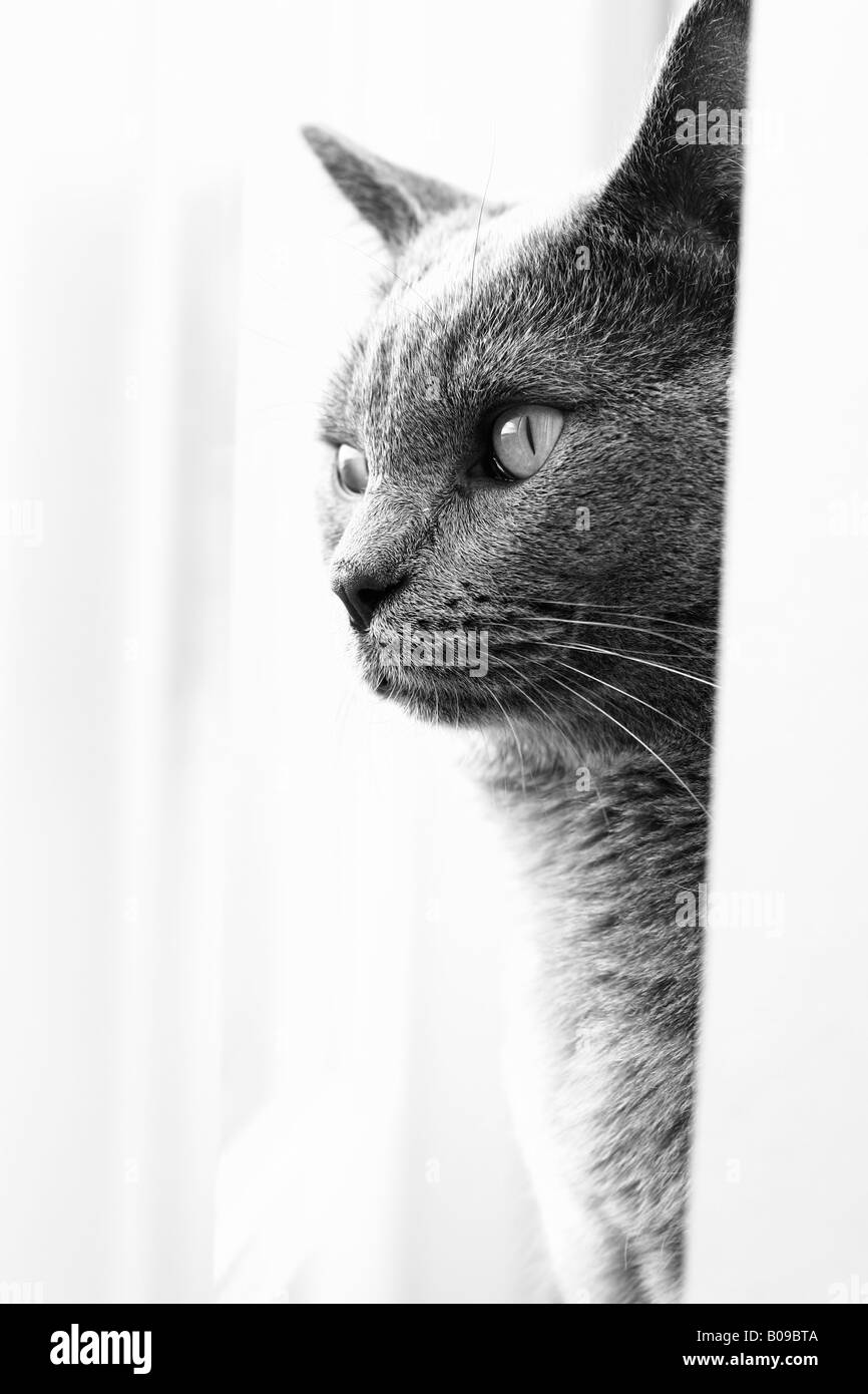 Farley die Katze schaut aus dem Fenster Stockfoto