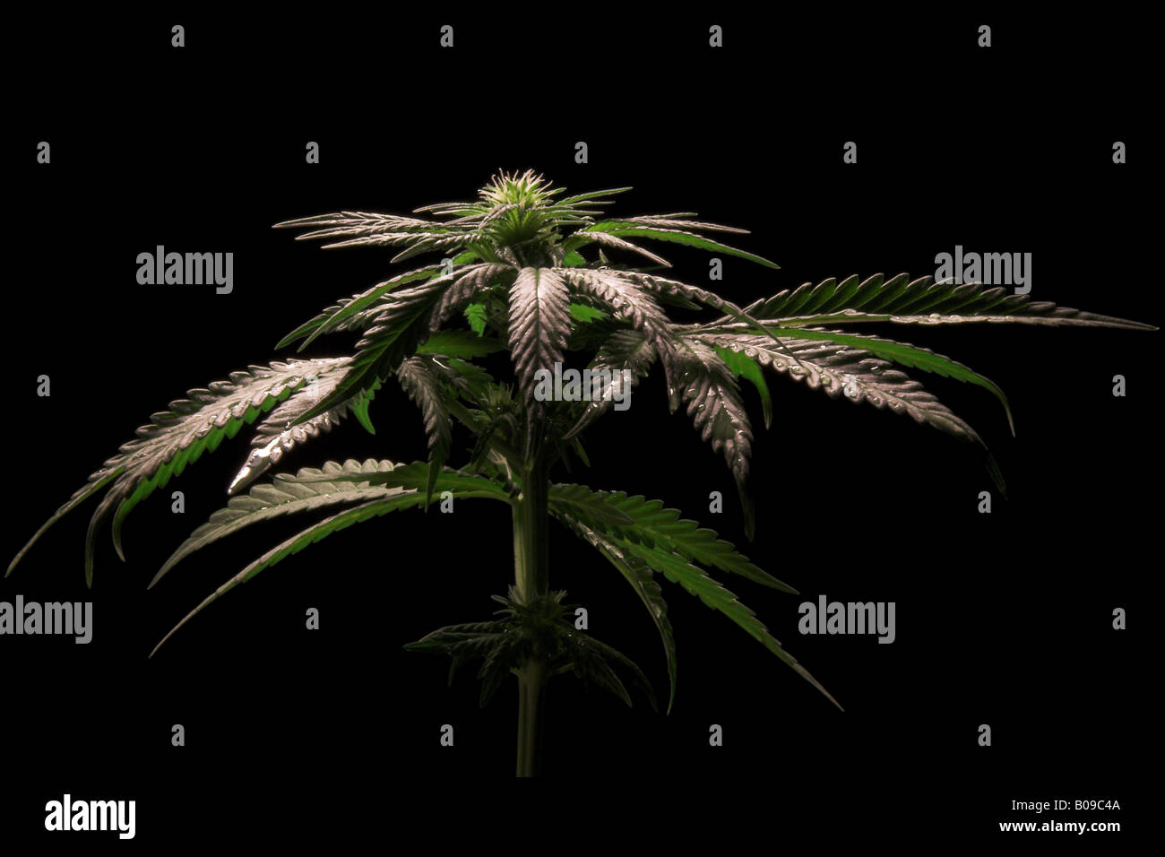 Blühende Pflanze weibliche Cannabis sativa Stockfoto
