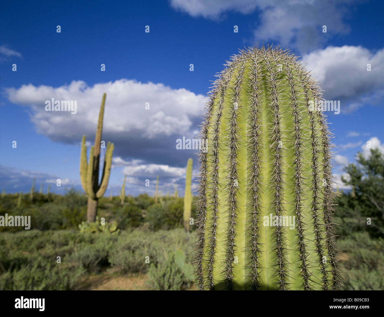Ein Saguaro-Kaktus und seine Stacheln im Saguaro National Park in der Sonora-Wüste in der Nähe von Tucson Arizona Stockfoto