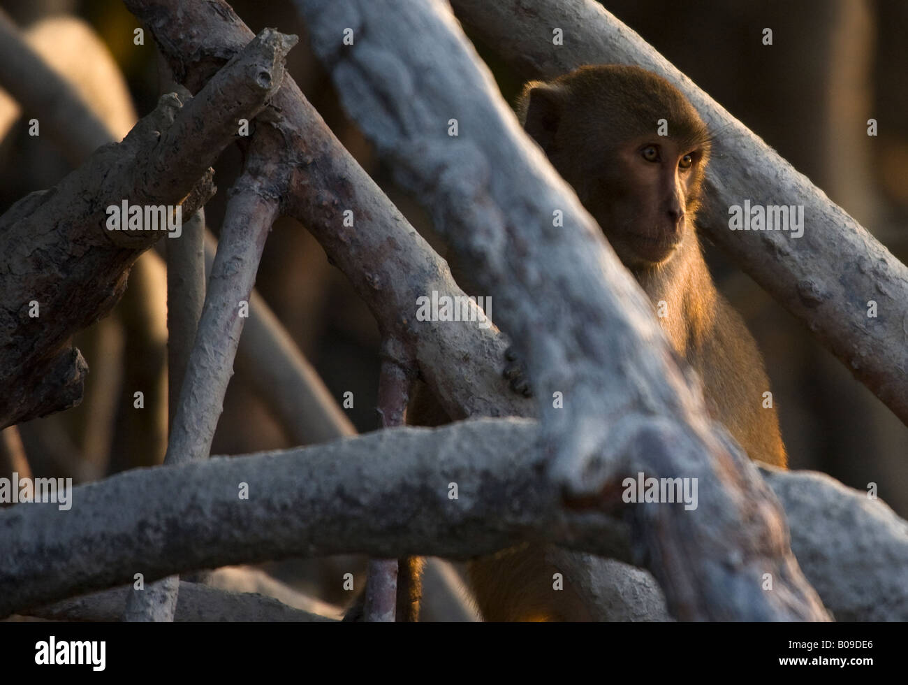 Ein Rhesus-Makaken (Macaca Mulatta) schaut aus einem Gewirr von Mangroven am Ufer des Flusses Ganges in den Sunderbans, Indien Stockfoto