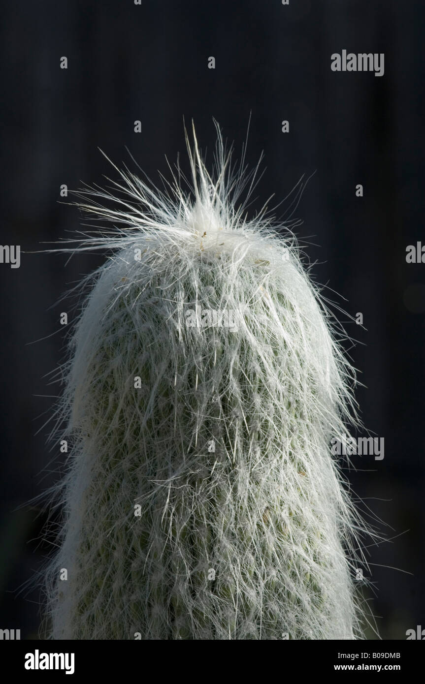 Mexikanische Greis Cephalocereus senilis Stockfoto