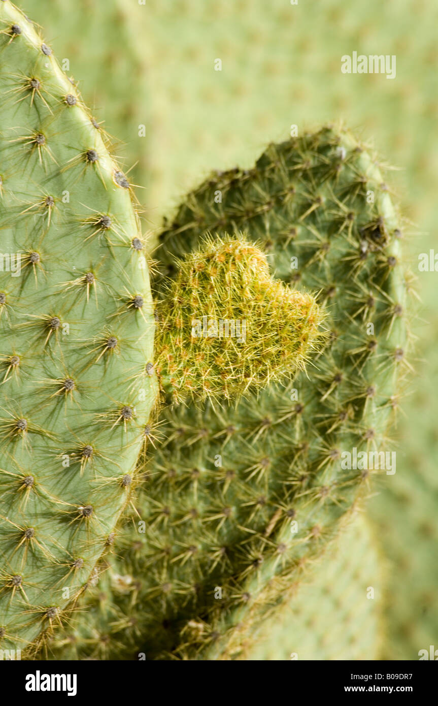 Opuntia Scheeri Cactaceae Mexiko Stockfoto