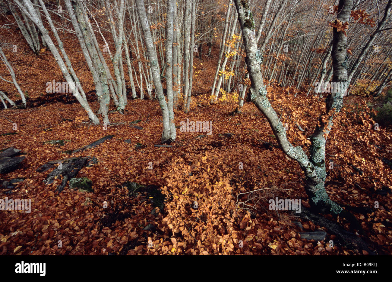 Tejera Negra Herbst, Provinz Guadalajara Spanien Stockfoto