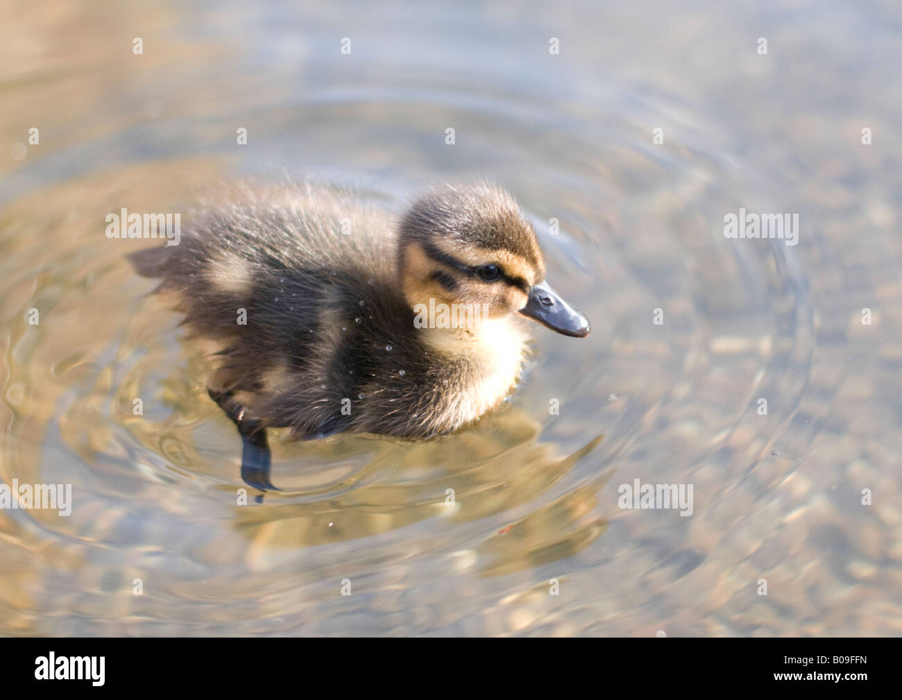 Einzelne Entlein auf Blackwater River, Nominierungsparteitag, Essex. Stockfoto