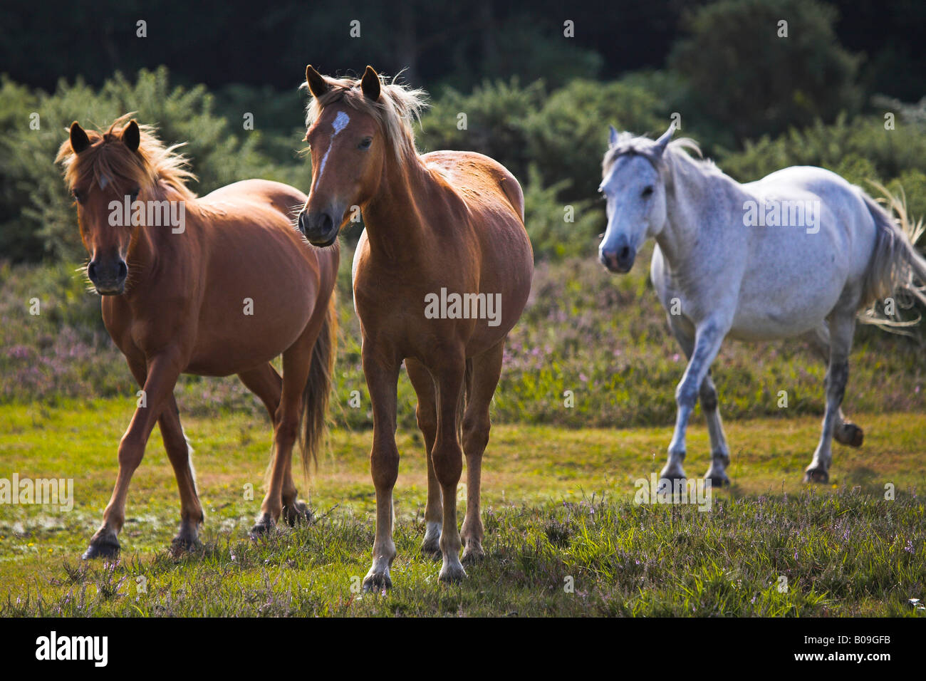 New Forest Ponys, Hampshire, England Stockfoto