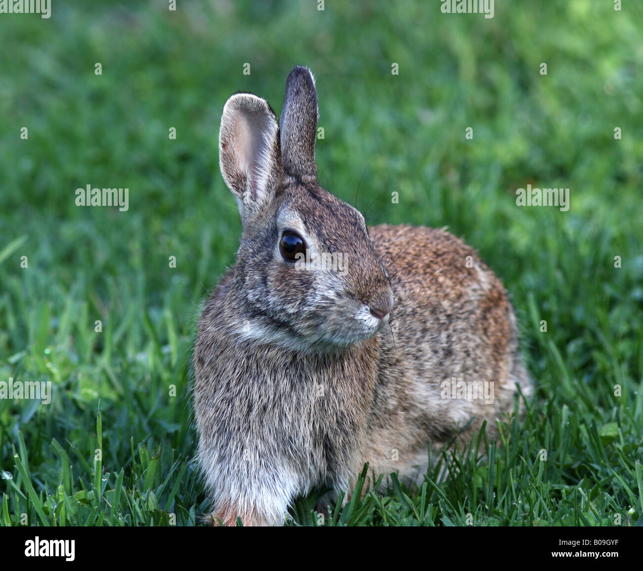 Eine Nahaufnahme der Fütterung von Kaninchen Hase. Stockfoto