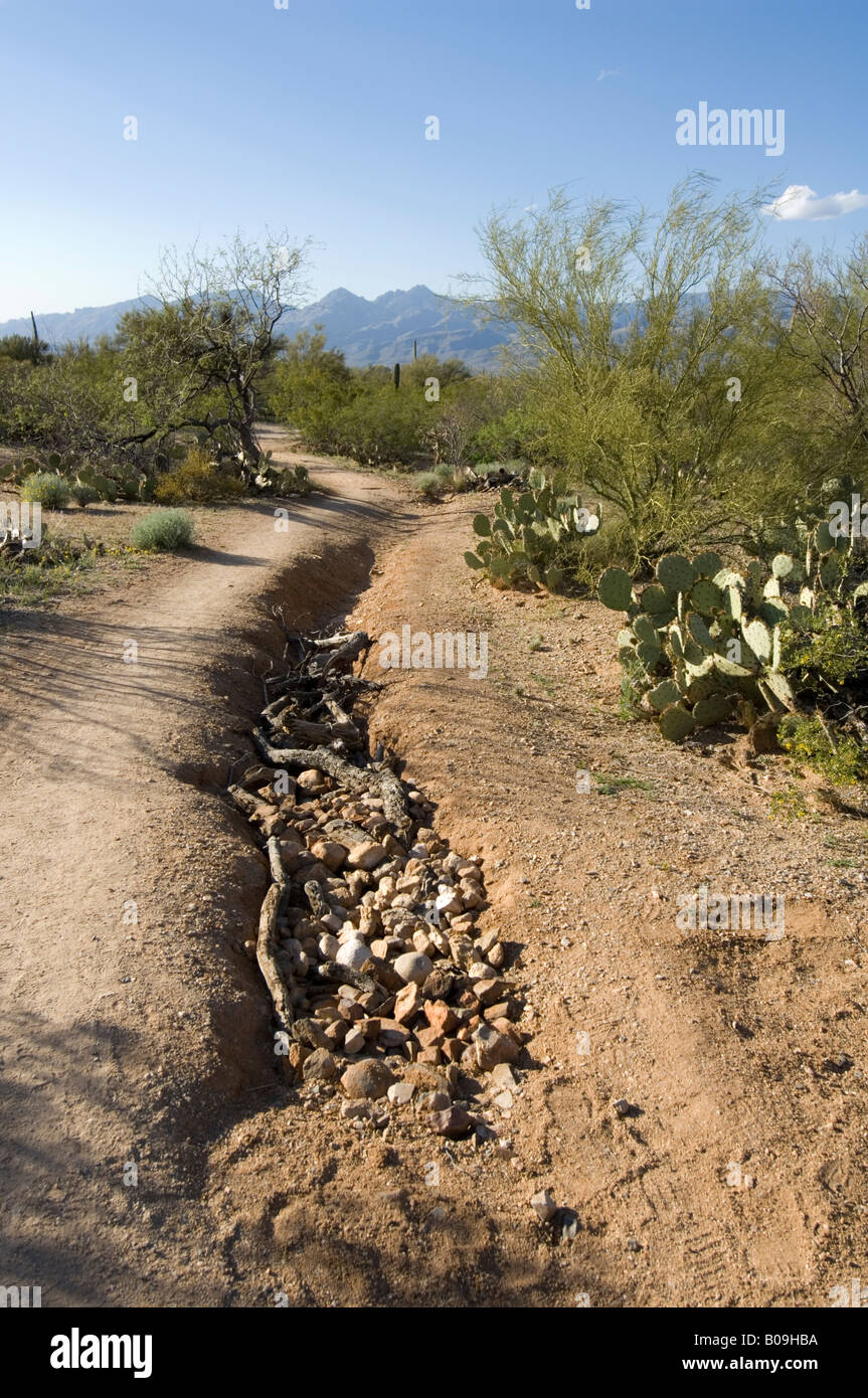 Wasserrinne-Erosion im Saguaro National Park Tucson Arizona USA Stockfoto